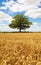 Solitary Oak tree in a field of ripe wheat. Upright Hertfordshire. England. UK