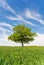 Solitary Oak tree in a field of wheat shoots against a blue sky in spring. UK. Upright