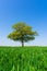 Solitary Oak tree in a field of wheat shoots against a clear blue sky in spring. UK. Upright