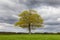 Solitary Oak tree in a field of young wheat shoots against a cloudy sky. UK