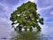 Solitary oak tree flooded