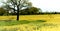 A solitary oak tree stands alone in a Rural Landscape surrounded by a crop of Rapeseed flowers