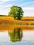 Solitary old large tree with lush green leafs on the brown spring field reflected in the water