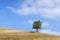 Solitary olive tree