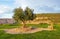 Solitary olive tree in a park in Alcala del Jucar, Castilia la Mancha, Spain