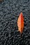 Solitary orange autumnal leaf on the wet concrete asphalt ground