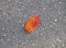Solitary orange leaf on asphalt road