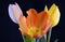 Solitary Orange, yellow and White Tulip Flowers on black background