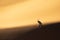 Solitary oryx standing on a sand dune in Sossusvlei desert