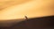 Solitary oryx standing on a sand dune in Sossusvlei desert