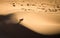 Solitary oryx standing on a sand dune in Sossusvlei desert