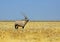 Solitary Oryx standing on the vast empty plains of Etosha