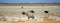 A solitary Oryx surrounded by various game at a vibrant waterhole in Etosha National Park