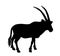 Solitary Oryx vector silhouette illustration isolated on white background.