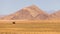 A solitary ostrich walks along the unpaved road between Walvis Bay and Sesriem in Namibia