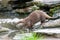A solitary otter runs across a log floating on a body of water