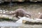 A solitary otter runs across a log floating on a body of water