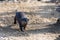 A solitary otter runs across some sand