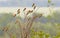 Solitary and pairs of bee-eater in breeding plumage