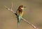 Solitary and pairs of bee-eater in breeding plumage