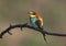 Solitary and pairs of bee-eater in breeding plumage