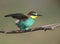 Solitary and pairs of bee-eater in breeding plumage