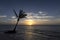 Solitary palm tree on beach in the Caribbean at sunrise.