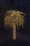 Solitary Palm Tree Decorated with Christmas Lights