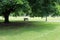 Solitary park bench under shade tree