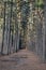 Solitary path through a copse of pines