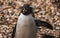 Solitary penguin walking on a pile of rocks and gravel