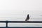 Solitary pigeon on blue metal railing overlooking calm ocean, morning