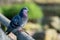 A solitary pigeon sitting on a fence post