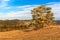 Solitary pine in the foreground of a large field with dried grass on the edge of a forest. Sunny March in the Czech Landscape.