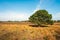 Solitary pine tree in a Dutch nature reserve in the beginning of