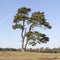 Solitary pine tree with forest in the background