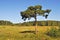 Solitary pine tree at forest edge