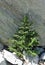 Solitary pine tree in the Great Basin National Park, Nevada