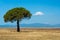 A solitary pine tree in a summer tuscanian landscape