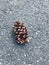 Solitary Pinecone