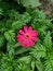 A solitary pink blossom and the green leafes bush