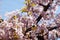 Solitary pink Cherry blossom blooming in the garden on a sunny day