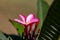 Solitary pink color rainbow plumeria flower blossom