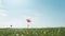 Solitary pink flower in a green field with blue sky