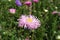 Solitary pink flowerhead of China aster