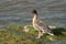 Solitary pink-footed goose, anser brachyrhynchus