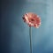 Solitary Pink Gerbera In Analog Photograph