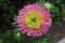 Solitary pink and lime flowerhead of china aster