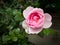 Solitary Pink Rose