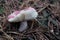 Solitary pink Russula mushroom growing among needles